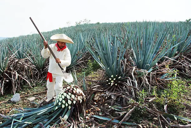Tipical Jimador man working the field of  agave industry in Tequila, jalisco, Mexico.
