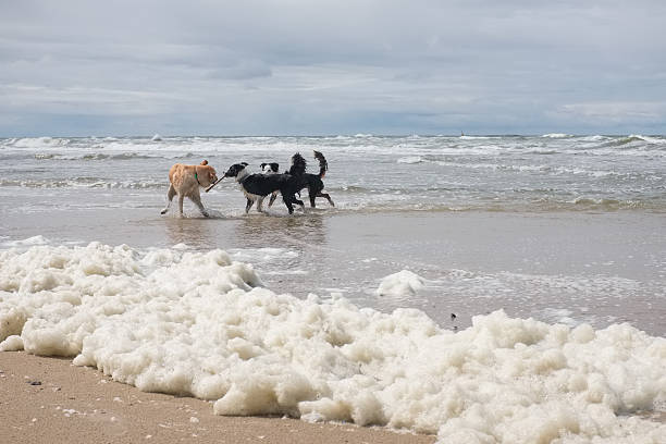 istock Three dogs on a beach in Texel, Netherlands 543652476