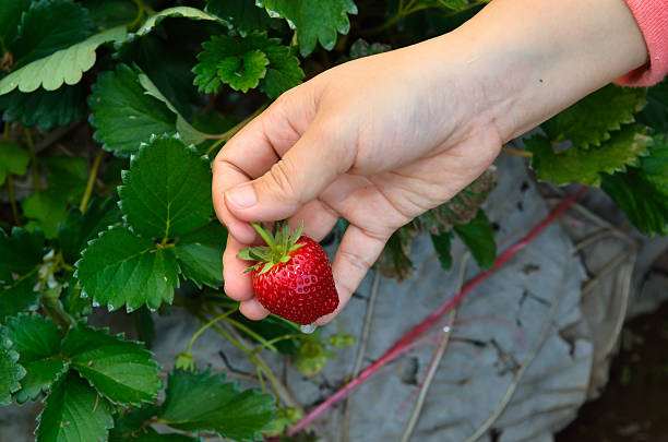 istock Fresh strawberries in female hands. 543652604