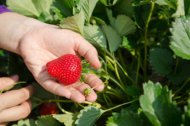 istock Fresh strawberries in female hands. 543653380