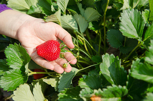 istock Fresh strawberries in female hands. 543653432
