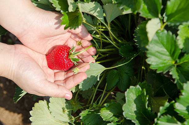 istock Fresh strawberries in female hands. 543653482