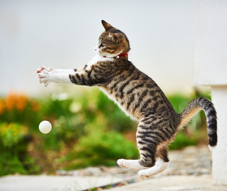 side view of cute and funny kitty cat jumping after white ball,photo taken in motion.