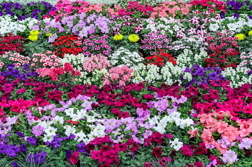 Fixed flower carpet outdoor with design.