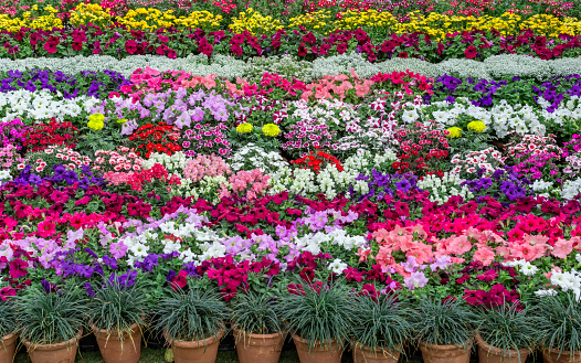Flower plants arranged in design in the flowerpots.
