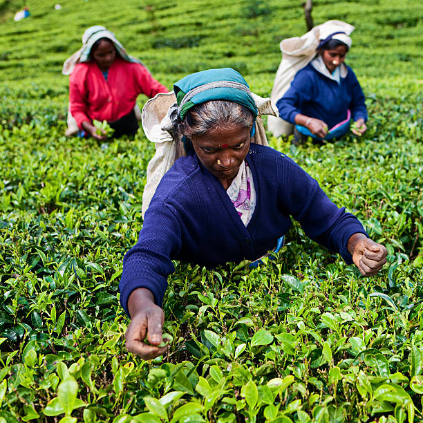 istock Tamil tea pickers collecting leaves on Ceylon (Sri Lanka) 543656260