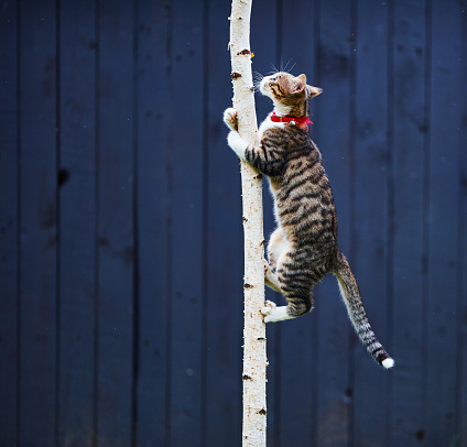 side view of cute kitty climbing tree in spring day, wooden fence in background.