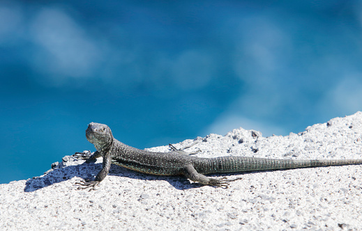 The Madeira wall lizard (Teira dugesii) is endemic on the isle of Madeira, but by accident introduced on the main land of Portugal and the Azores.