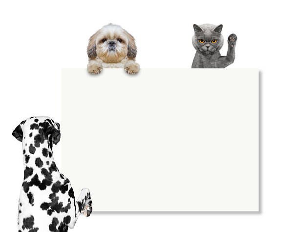 istock dog looks at the frame or blank 543657148