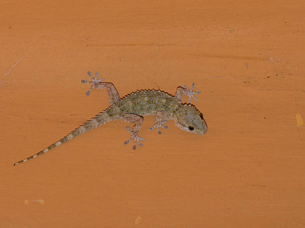 istock Mediterranean house gecko  on the ceiling at night 543657184