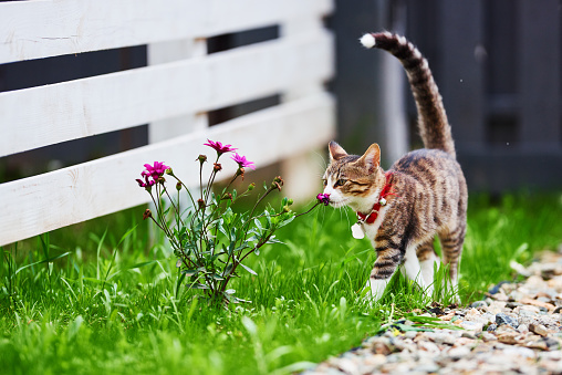 cute kitty in the garden smelling beautiful flowers.spring day.