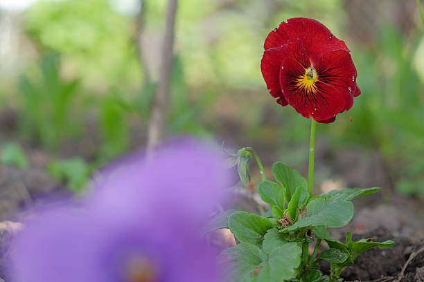 istock close red flower growing in garden 543660038