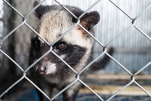 istock Coffee series : Asian palm civet in cage 543660324