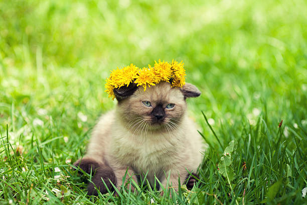 istock Little kitten crowned dandelion chaplet walking in the grass 543661122