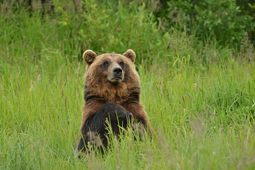 Brown bear in a grass. Picture taken in June, in central Alaska.