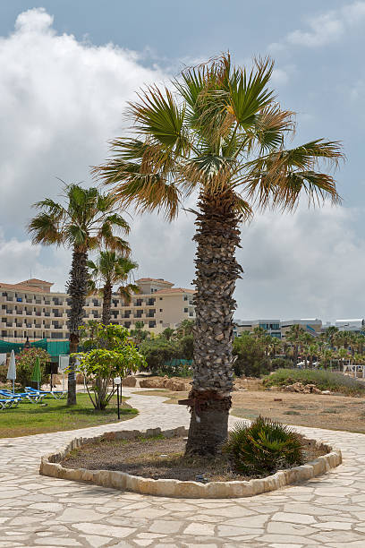 istock Mediterranean summer resort with palms 543664134