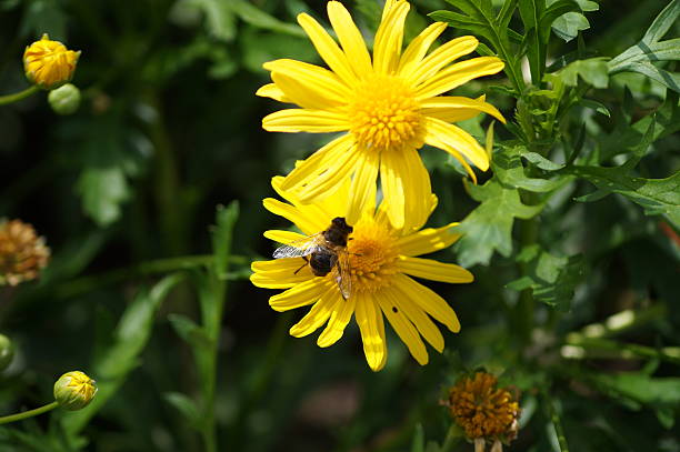 istock Yellow Daisy and Bee Close-Up 543664230