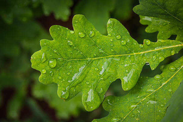 istock Wet greet acorn leaf with rain drops 543664330