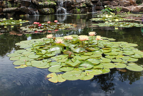 istock Lily Pads and Blossoms in a Pond 543665046