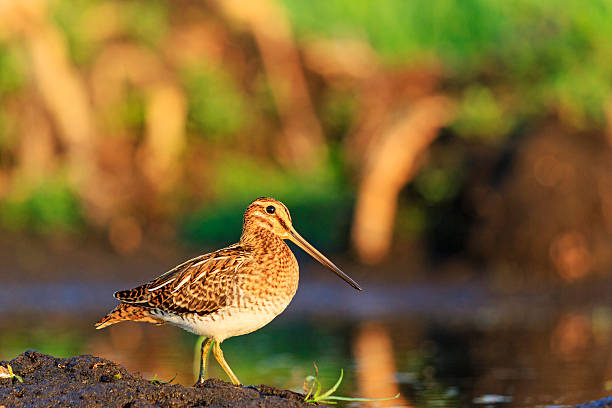 hunting bird, beautiful snipe hunting bird, beautiful snipe bird at sunrise, summer morning common snipe stock pictures, royalty-free photos & images