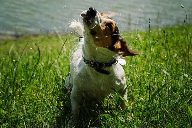 istock dog shakes off water after bathing in the river 543665540