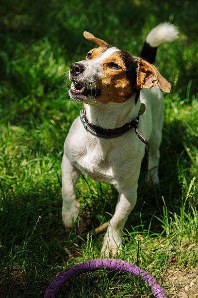istock the dog looks into the distance 543665714