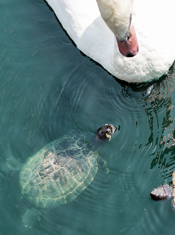 Turtles swim in the pond. Small aquatic turtles in the clear waters of the lake in the Park.