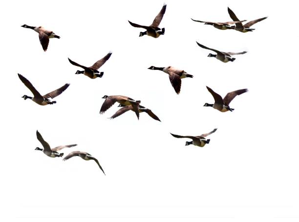 istock canadian geese flock group birds flight flying isolated white background 543667248
