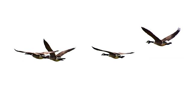 istock canadian geese flock group birds flight flying isolated white background 543667272