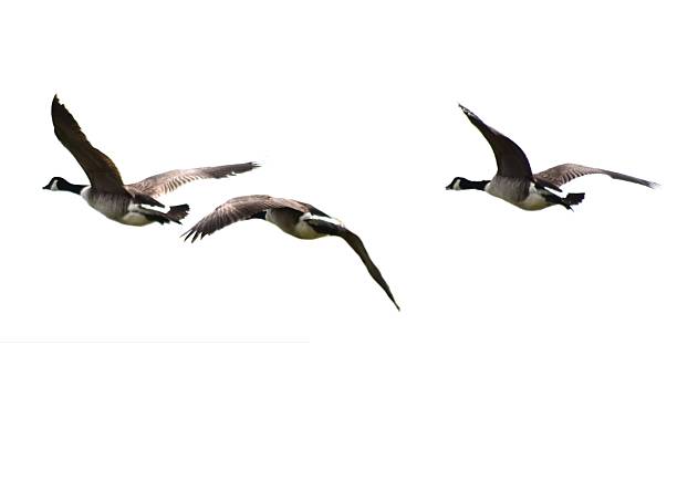 istock canadian geese flock group birds flight flying isolated white background 543667280