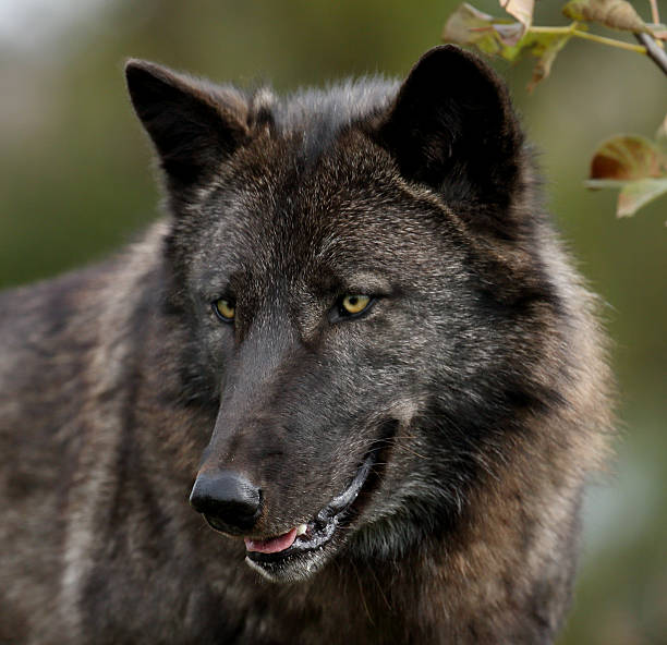 istock Black wolf closeup staring down to the left 543668234