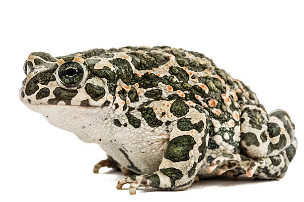 Cтоковое фото жаба зеленая, лат. Буфо вириди, изолированный на белом фоне