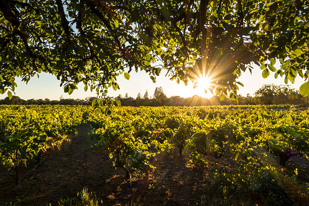 tramonto di vigneto - vineyard napa valley agriculture sunset foto e immagini stock