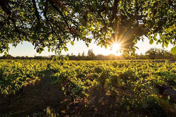 포도원입니다 해질녘까지 - vineyard napa valley agriculture sunset 뉴스 사진 이미지