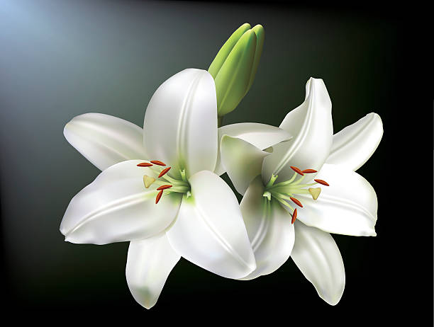 White lilies White lilies isolated on a dark background. lily stock illustrations