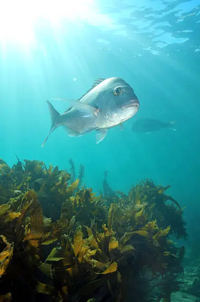 Australasian snapper Chrysophrys auratus swimming above kelp forest in shallow water lit by sun rays.