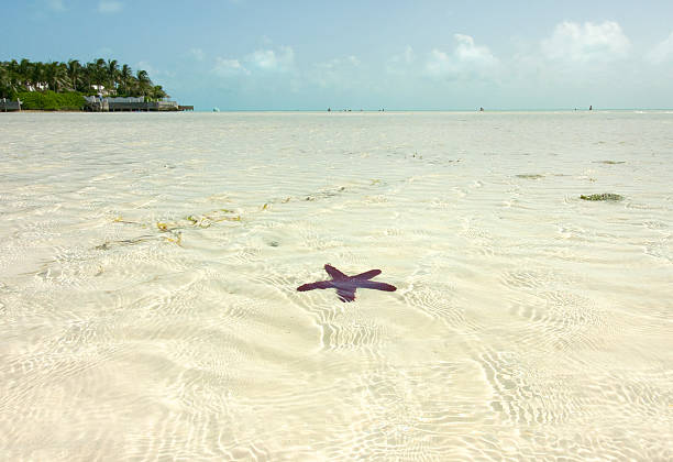 istock Starfish in the Caribbean Sea 543671890