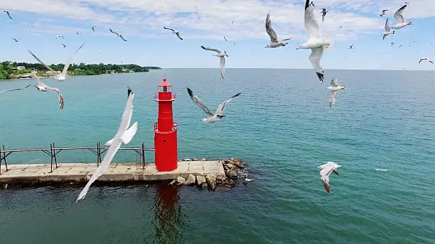 Photo of Amazing flock of seagulls over Algoma Harbor, iconic red lighthouse