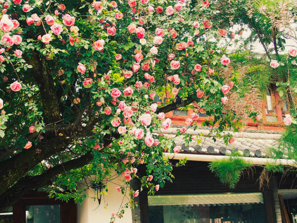 istock Australian Glory Flower bush - Stock Image 543672474