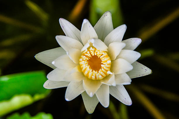 istock Lotus Water Lily, Close-up 543674912