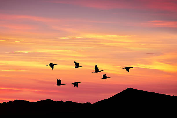 istock Golden sky on sunset or sunrise with flying birds 543675340
