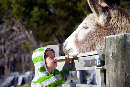 A child looks up to a donkey whilst holding an ice-cream in winter.