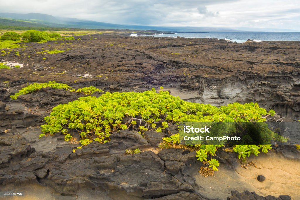 Cooled lava flow Volcanic landscape near Naalehu. Big Island, Hawaii. Beauty In Nature Stock Photo