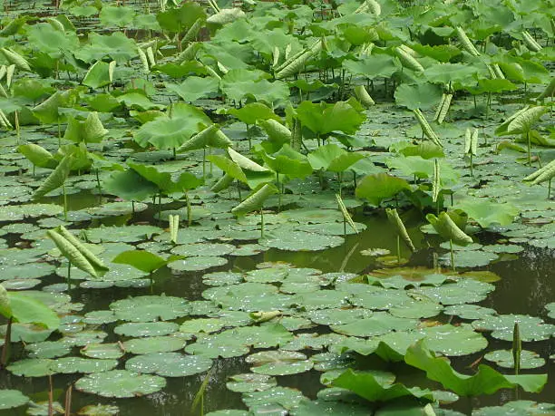 lilypads in china