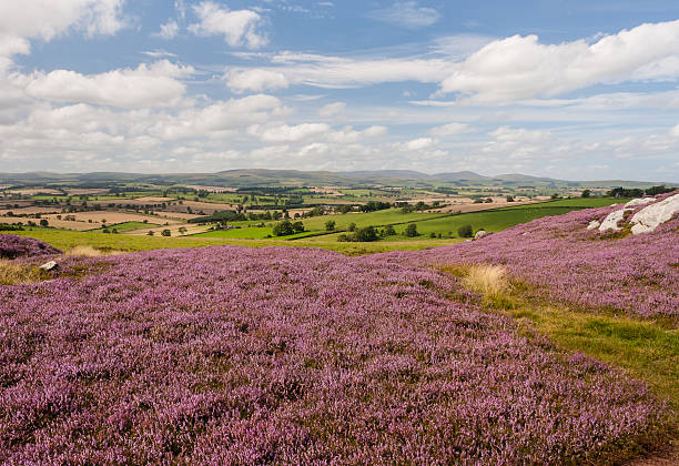 istock moorland with purple heather flowers 543676742