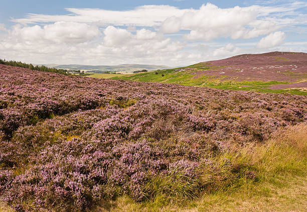 istock rolling hills with purple heather flowers in bloom 543676744
