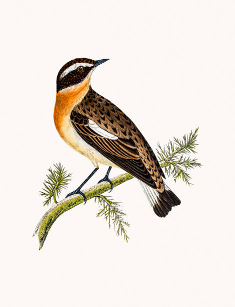 ilustrações, clipart, desenhos animados e ícones de saxicola rubetra - whinchat