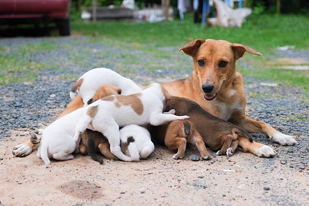 istock Dogs family 543677156