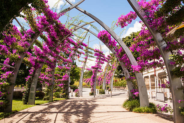 istock Bougainvillea flowers on arches 543677396