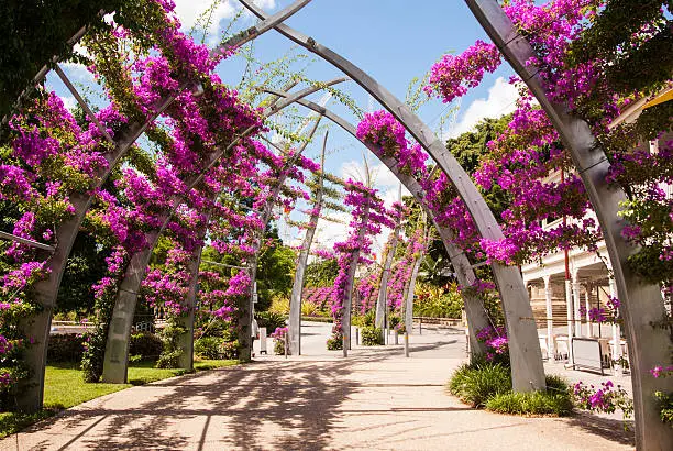 Photo of Bougainvillea flowers on arches